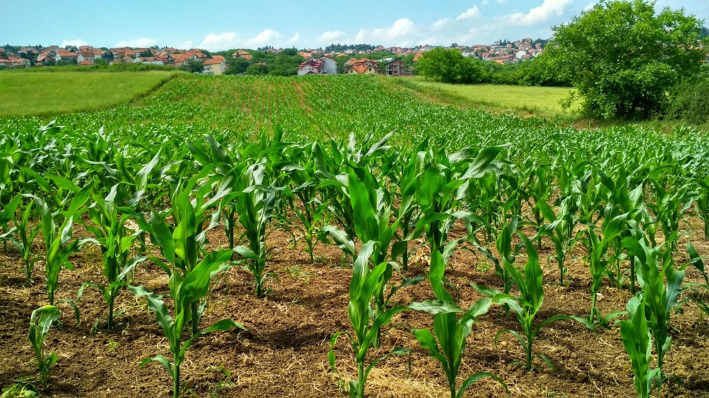 Plantação de milho. Foto: Canva