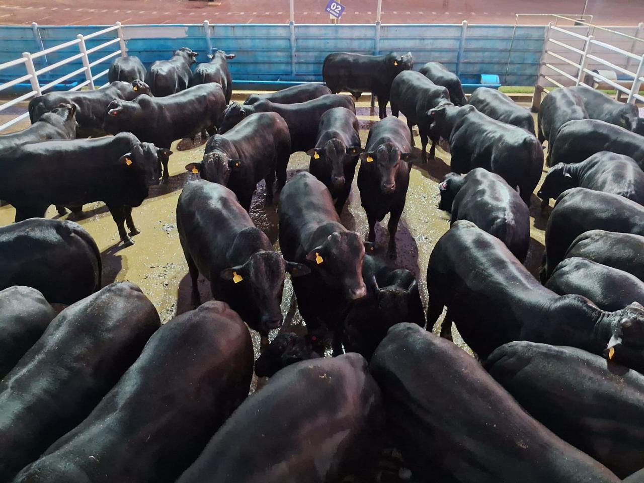 Nelore e meio-sangue Angus: dobradinha com animais zero dentes passa de 25@