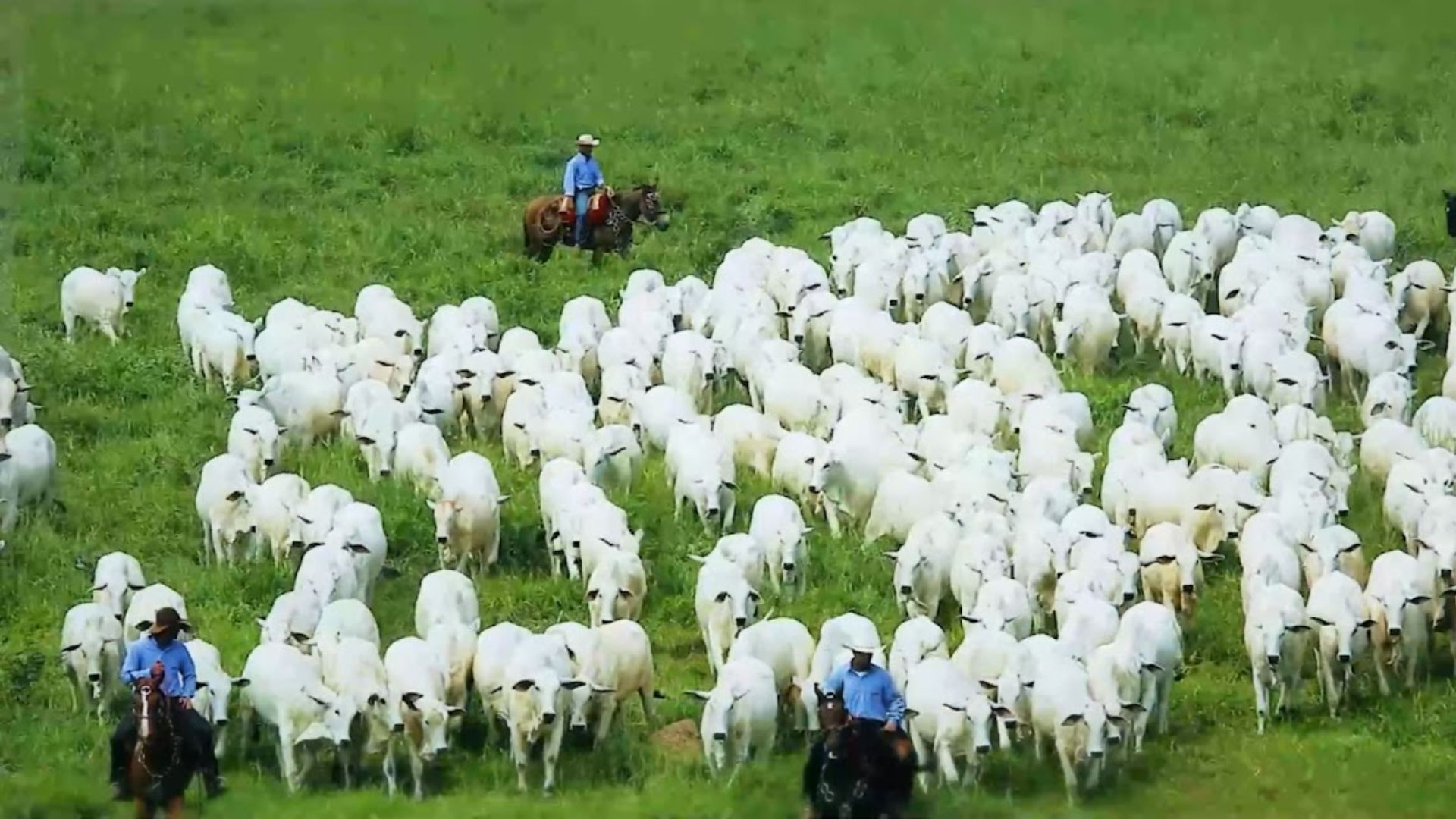 Dia Internacional do Nelore: 17 de julho celebra a raça que move o agro brasileiro