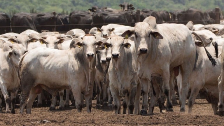 Mato Grosso cria câmara setorial para impulsionar genética zebuína Mato Grosso cria câmara setorial para impulsionar genética zebuína