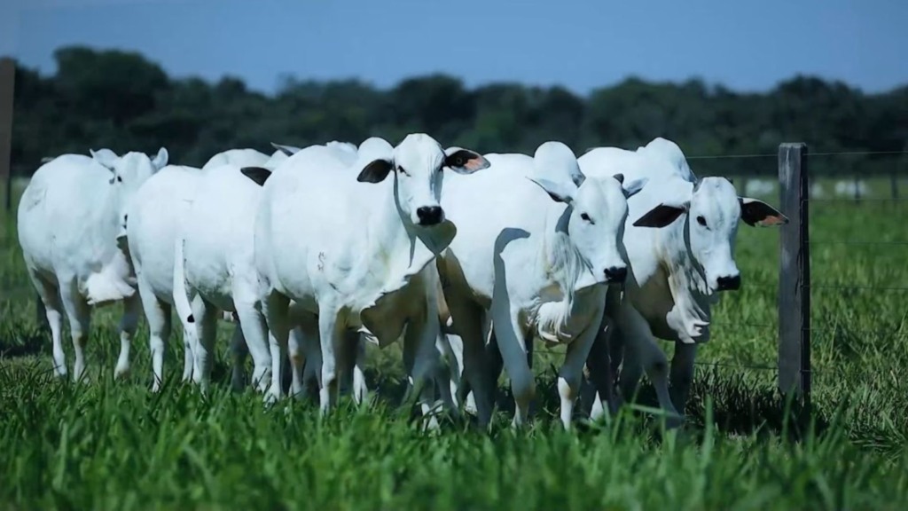 É possível garantir sanidade animal com apenas R$ 3 por mês