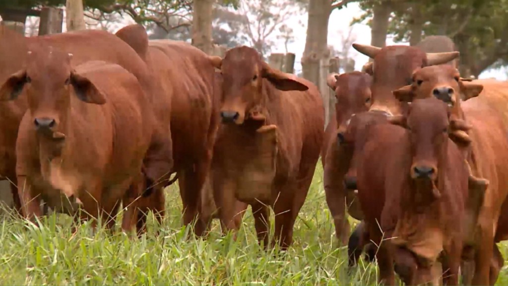 Cruza de 4 raças bovinas: qual a opção para novilhas com sangue Sindi, Angus e Nelore? Cruza de 4 raças bovinas: qual a opção para novilhas com sangue Sindi, Angus e Nelore?