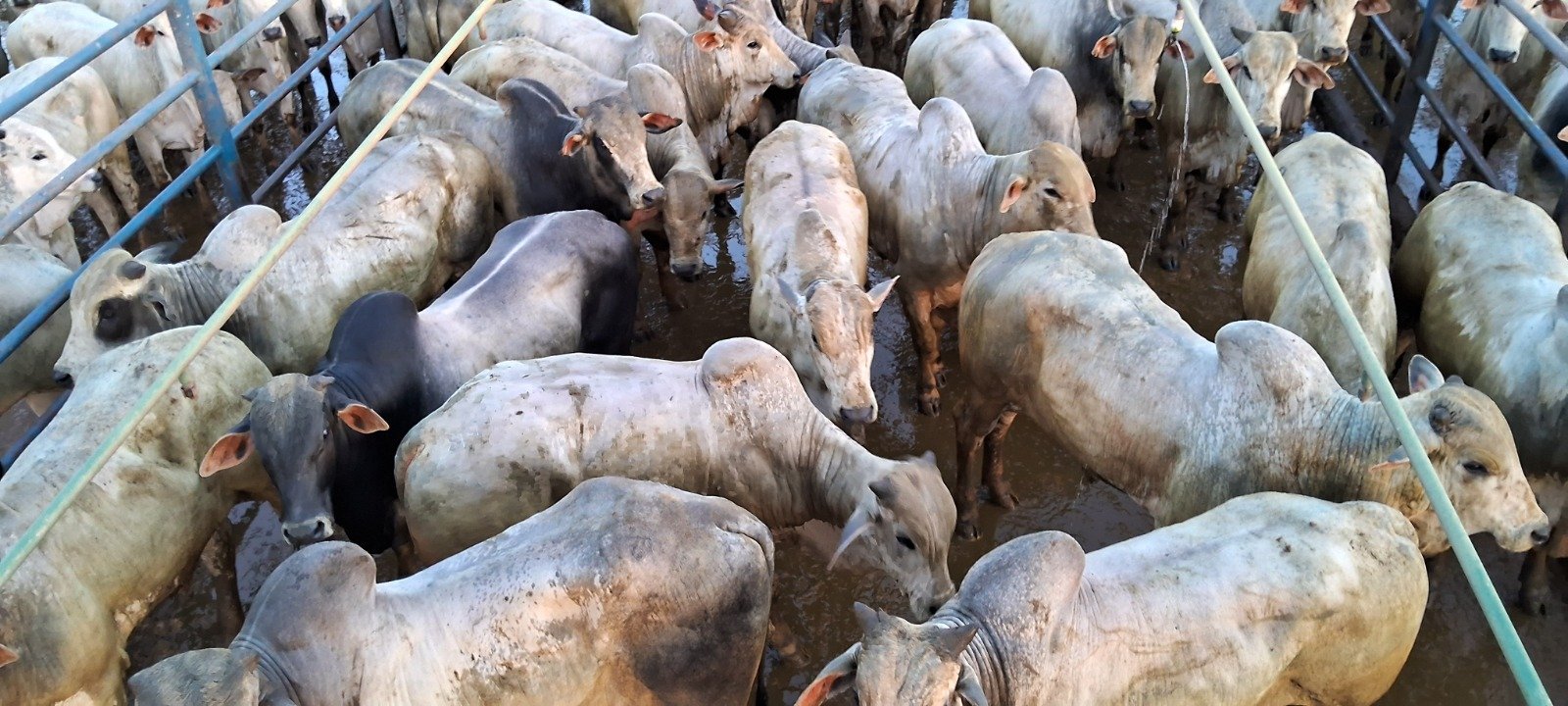 Boiada na TIP atinge mais de 20@ e mostra força do pasto em MT