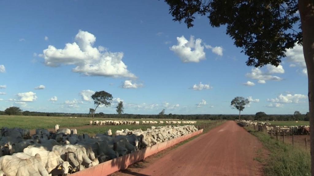 Bovinos em engorda na terminação intensiva a pasto (TIP). Foto: Reprodução