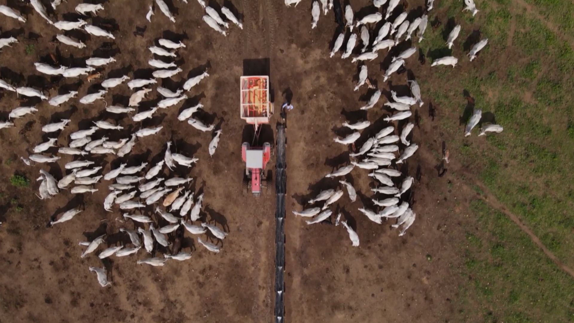 Alimentação animal deve crescer 3% em 2025, projeta Sindirações