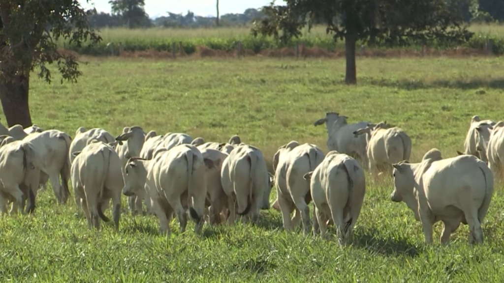 Bovinos em engorda na terminação intensiva a pasto (TIP). Foto: Reprodução