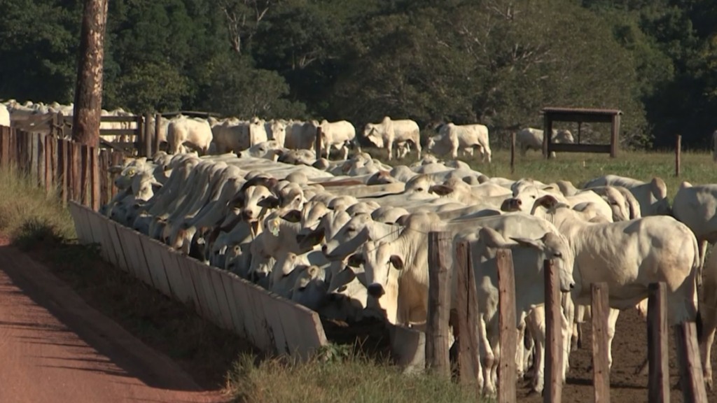 Bovinos em engorda na terminação intensiva a pasto (TIP). Foto: Reprodução