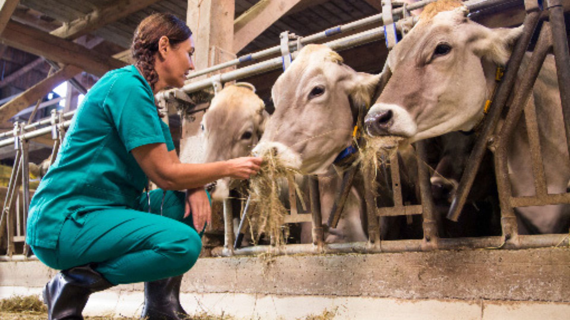 CFMV contesta exclusão da medicina veterinária de cursos presenciais obrigatórios