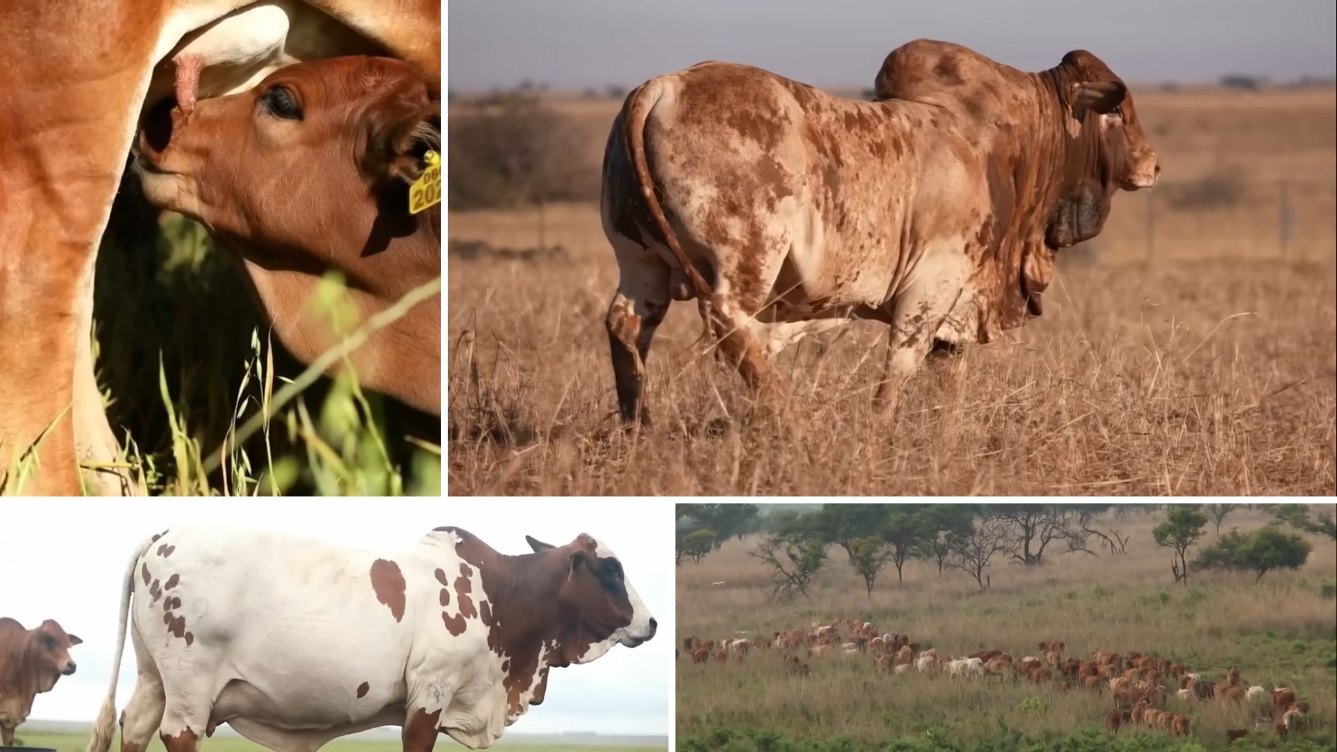 Africano Boran pode substituir o Nelore no futuro? Conheça melhor essa raça