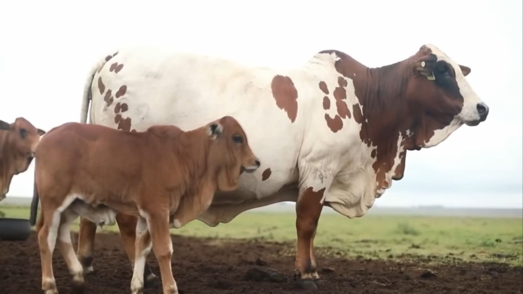 Vaca e bezerro da raça Boran em área de pasto. Foto: Reprodução
