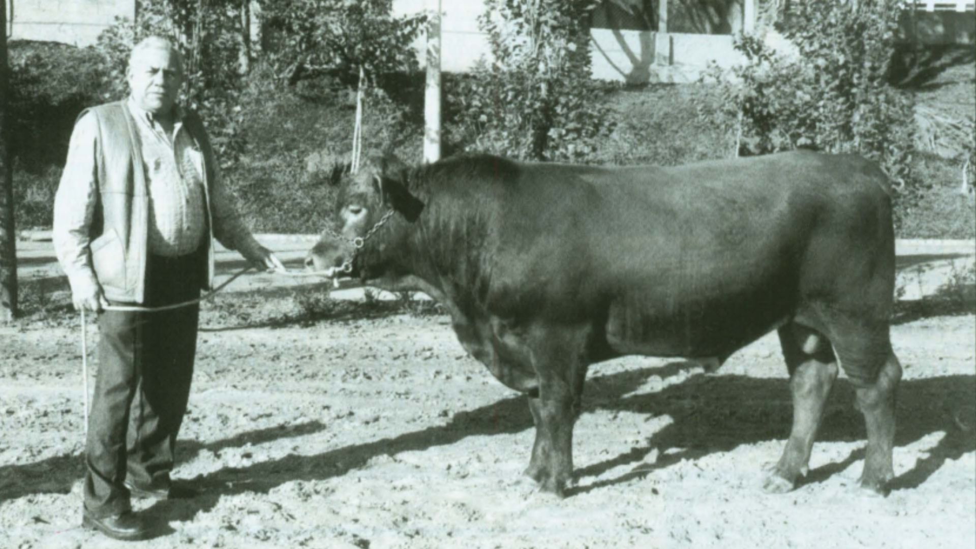 Beefalo: este americano com sangue de bovino e bisão já esteve no Brasil!