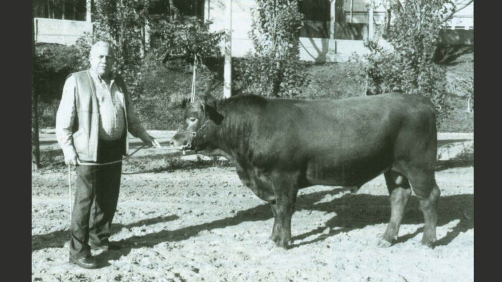 O engenheiro industrial Francisco José Ribeiro Junqueira com um exemplar Beefalo. Foto: Reprodução/Noticiário Tortuga Ano 44 nº 408 (maio/agosto 1998)