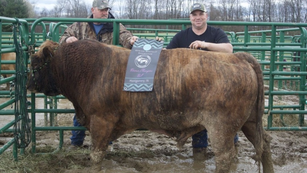 Exemplar de reprodutor Beefalo premiados pela Associação de Beefalo Americana (ABA). Foto: Facebook/ABA