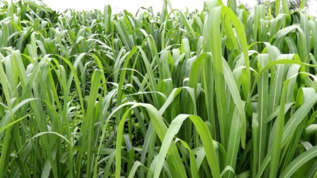 Cultivar Miyagui. Foto: Divulgação
