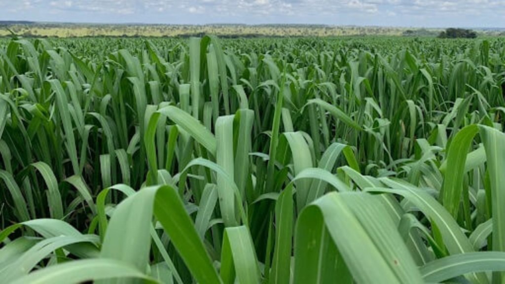 Cultivar Miyagui. Foto: Divulgação