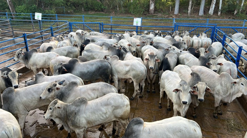 Produção gradual e barata de arroba garante boi gordo jovem com quase 21@ Produção gradual e barata de arroba garante boi gordo jovem com quase 21@