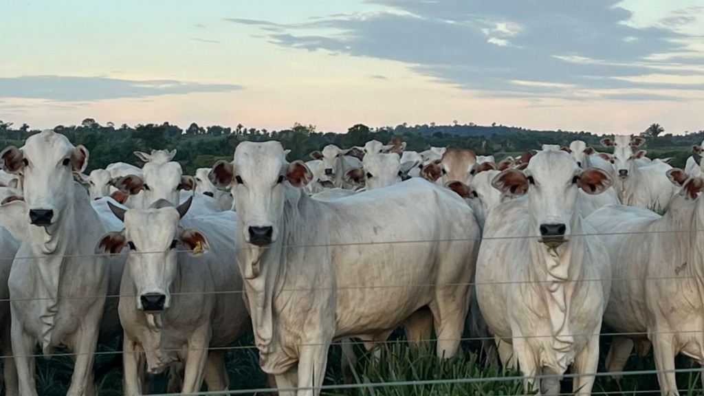 Rondônia: pasto rotacionado e solo bem tratado garantem até 8 cabeças por hectare!