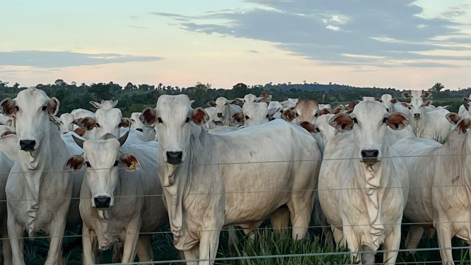Rondônia: pasto rotacionado e solo bem tratado garantem até 8 cabeças por hectare!