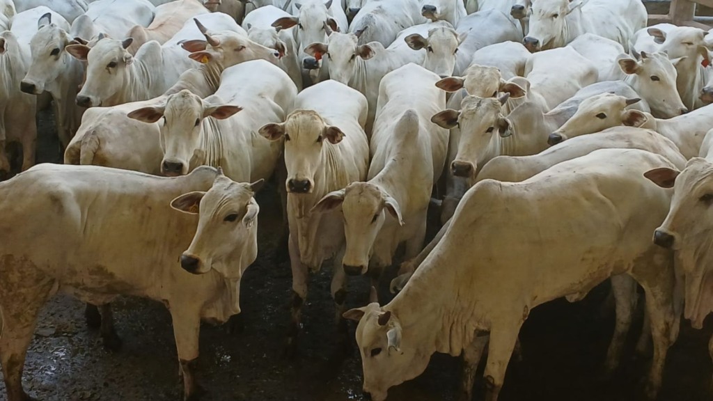 Novilhada bem acabada é destaque no curral do frigorífico em Campo Grande (MS) Novilhada bem acabada é destaque no curral do frigorífico em Campo Grande (MS)