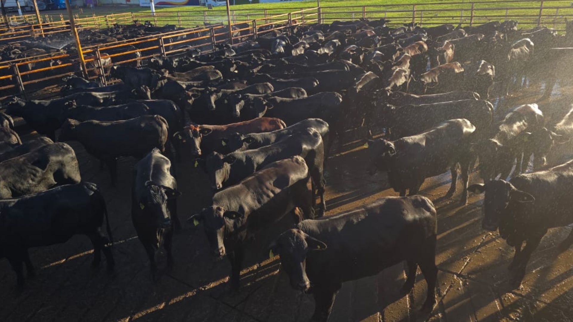 F1 Angus x Nelore: novilhada cabeceira e com peso de boi lota curral em MS