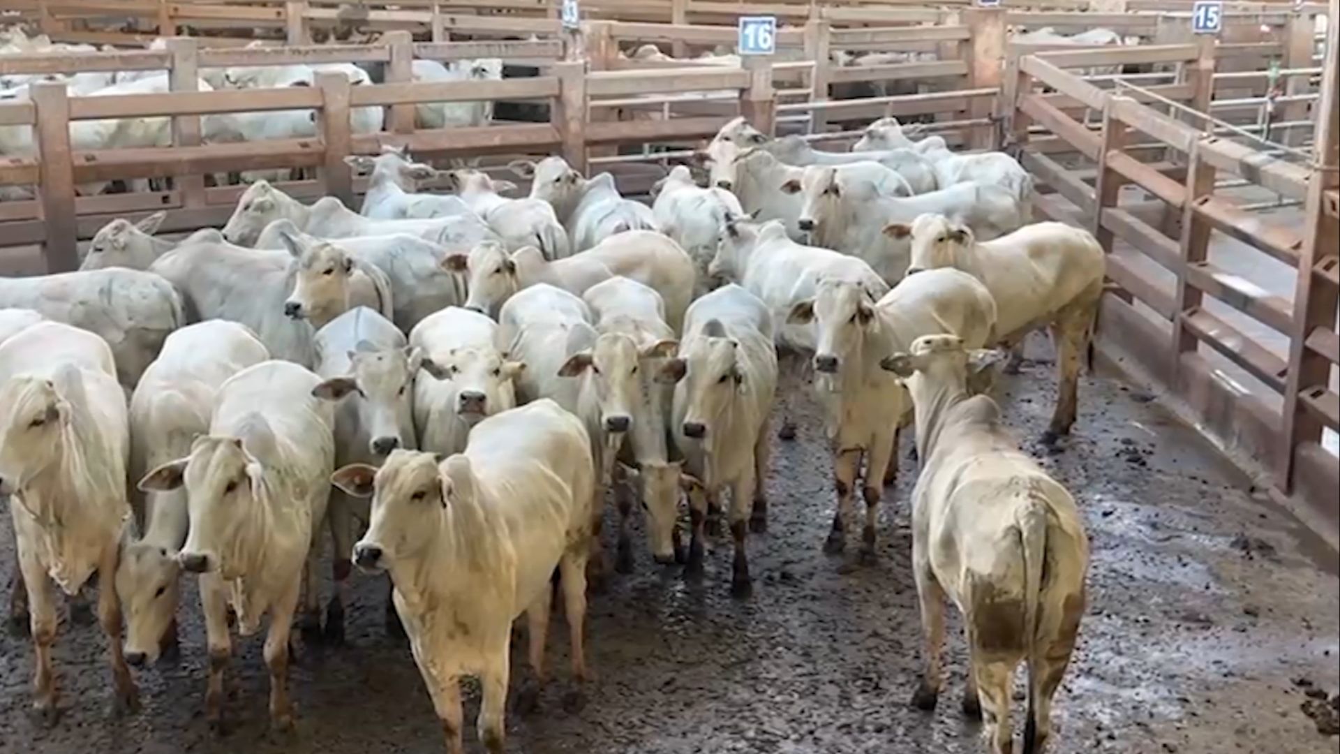 Pecuarista de MS especialista em novilhada dá show com fêmeas gordas e certificadas!