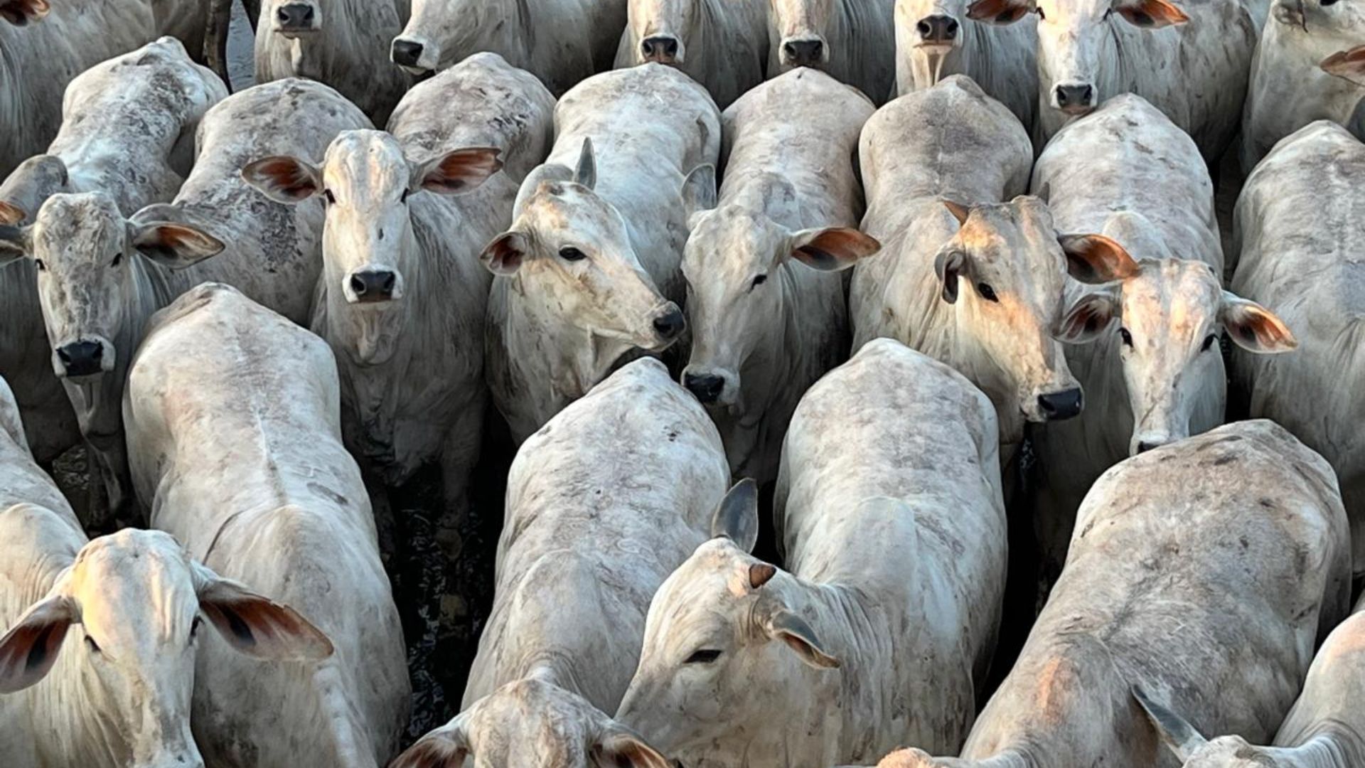 Roncador impressiona com lote cabeceira de novilhas Nelore zero dentes