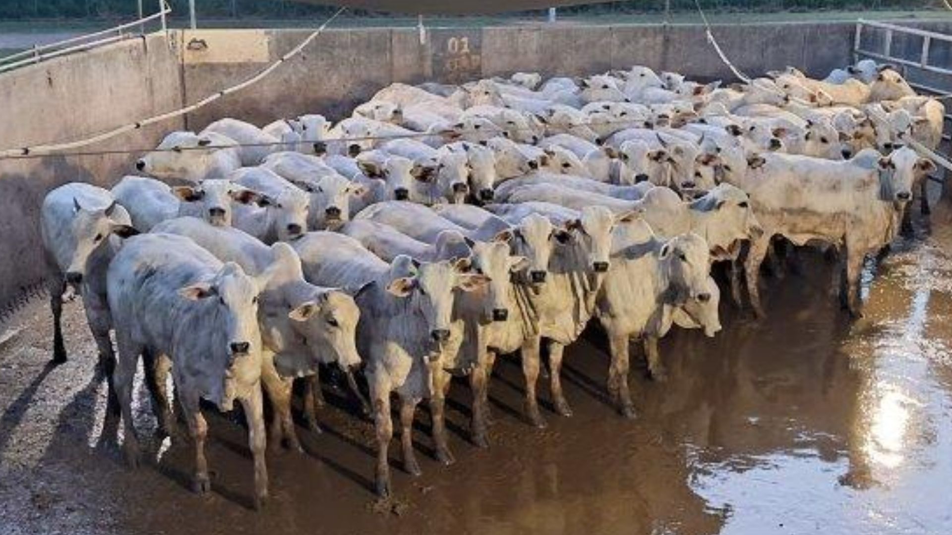 Novilhas Nelore jovens e bem acabadas são destaque em Diamantino (MT)