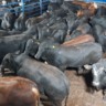 Com RIP, boiada Angus e Brangus bate peso de 22@ com apenas 69 dias de cocho!