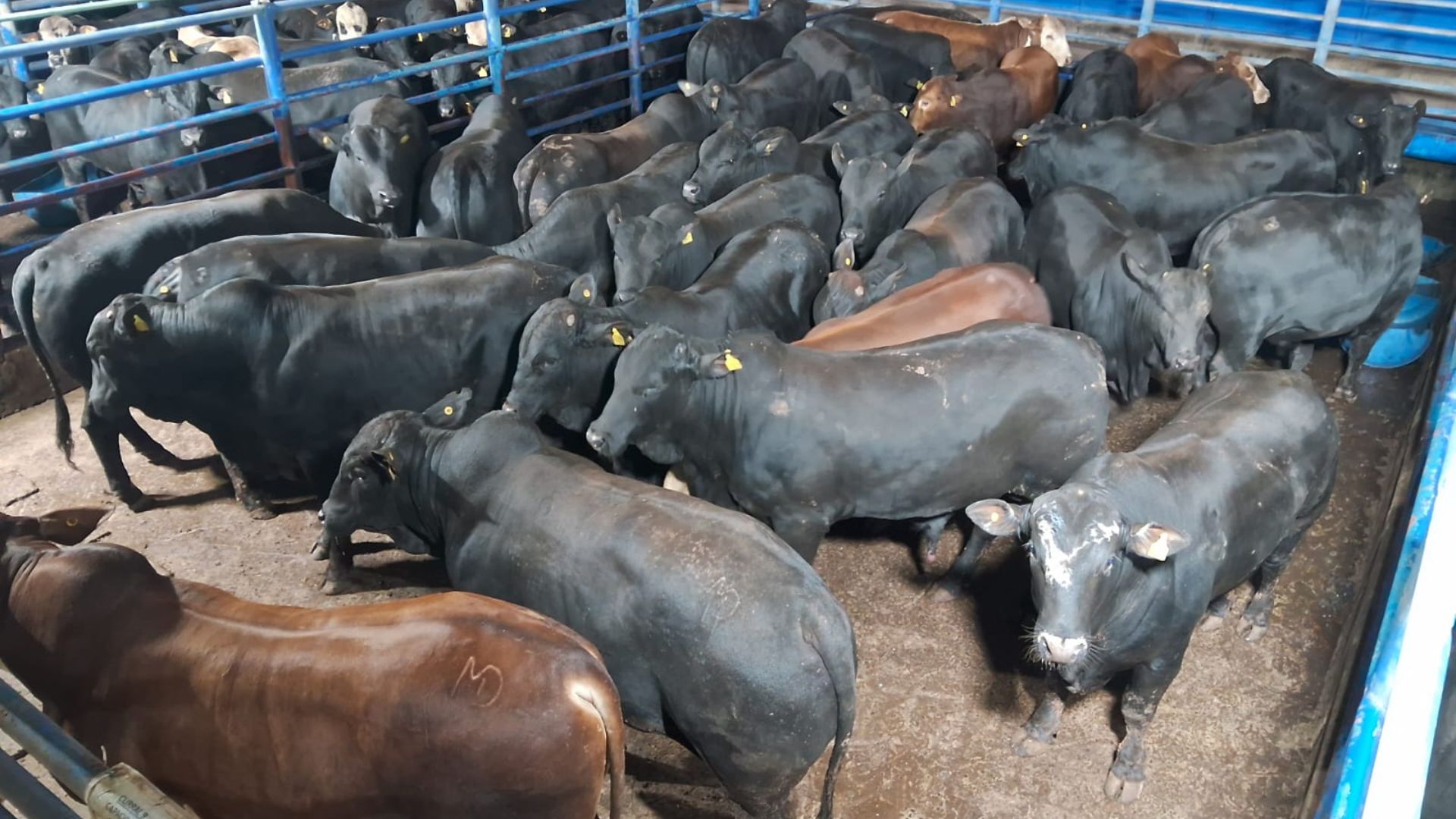 Com RIP, boiada Angus e Brangus bate peso de 22@ com apenas 69 dias de cocho!