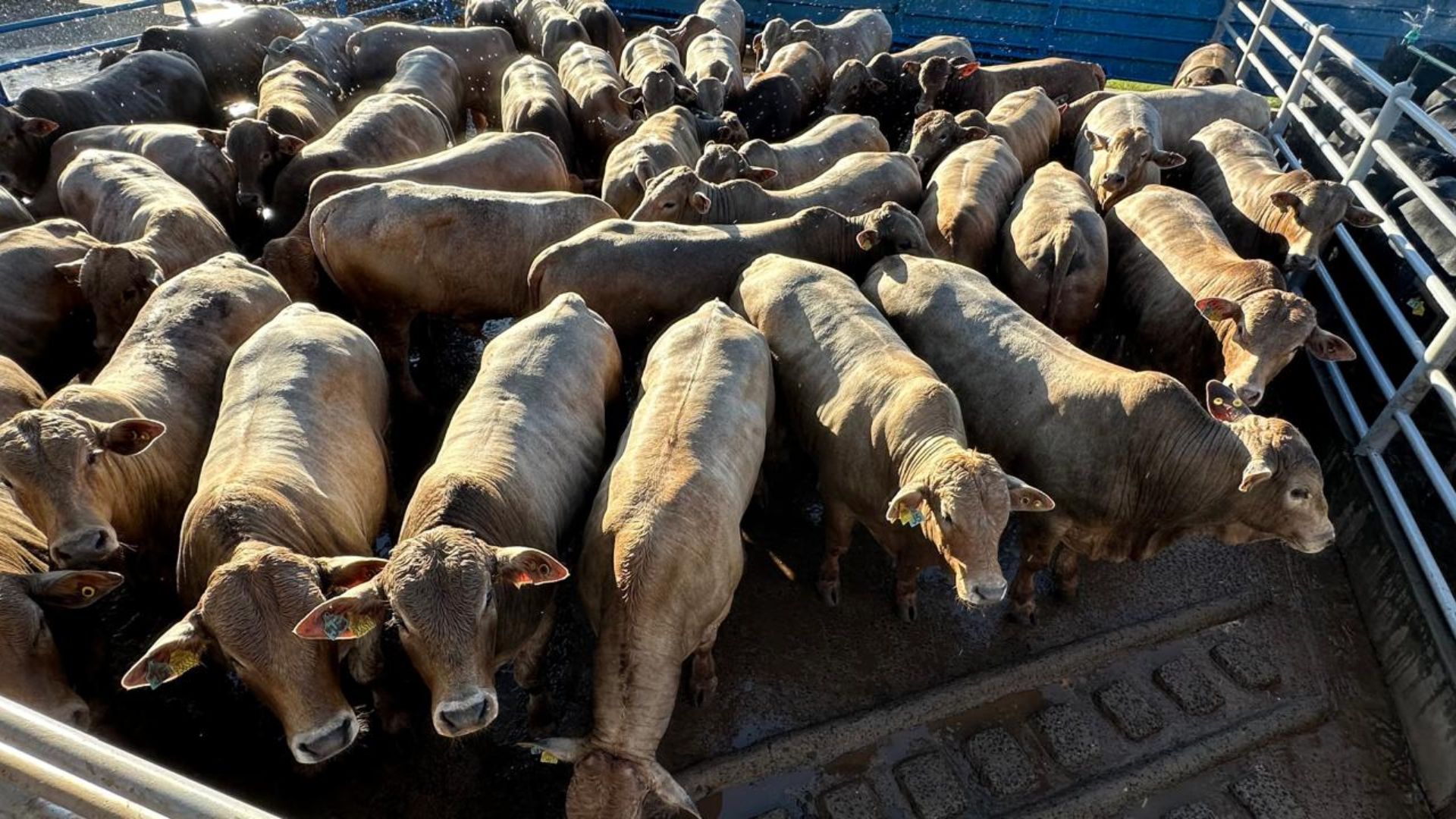 Fazenda centenária impressiona com F1 Charolês zero dentes com quase 23@