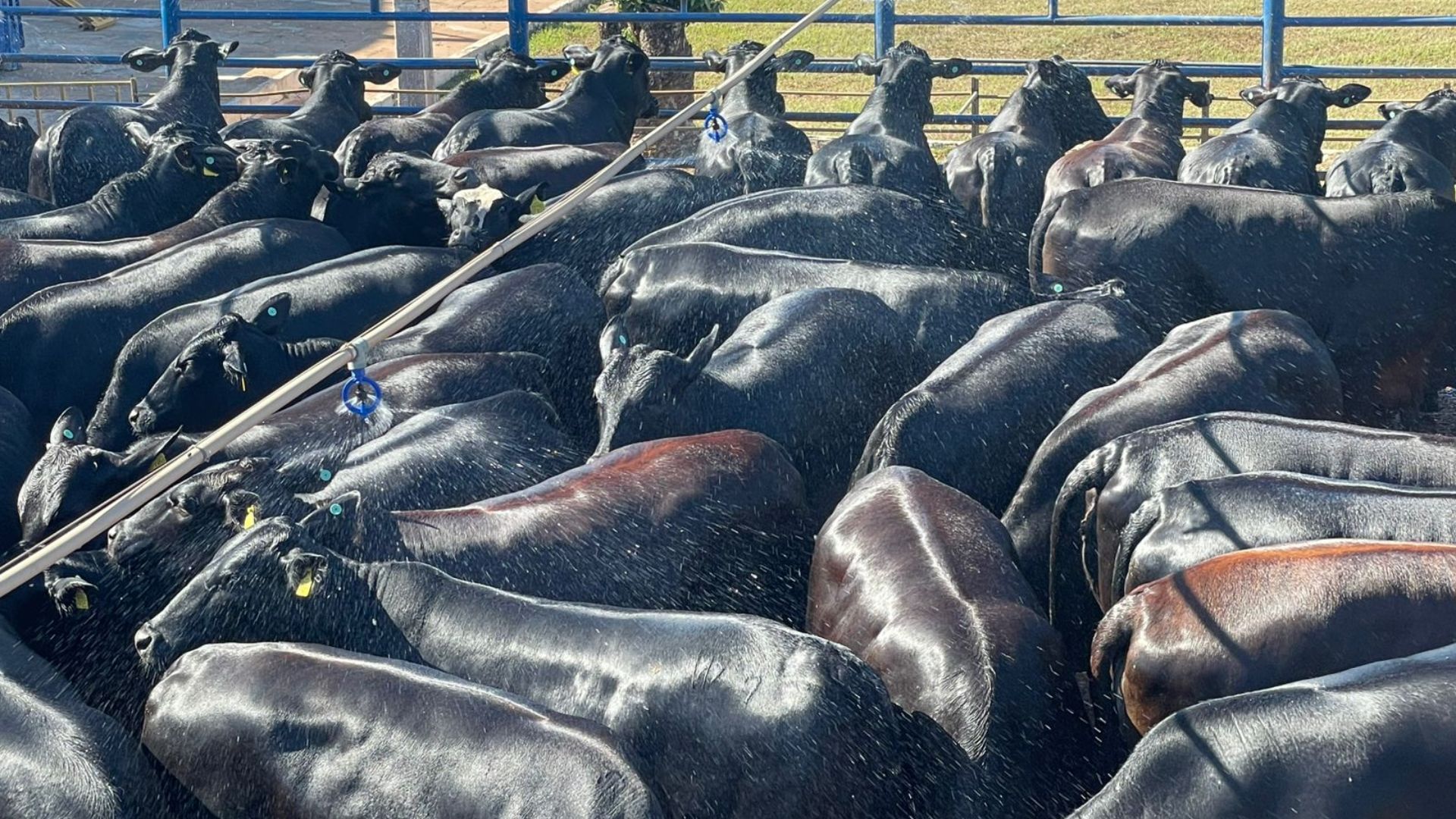 Pecuarista cabeceira de MT dá show com novilhada F1 Angus e Nelore de 19@