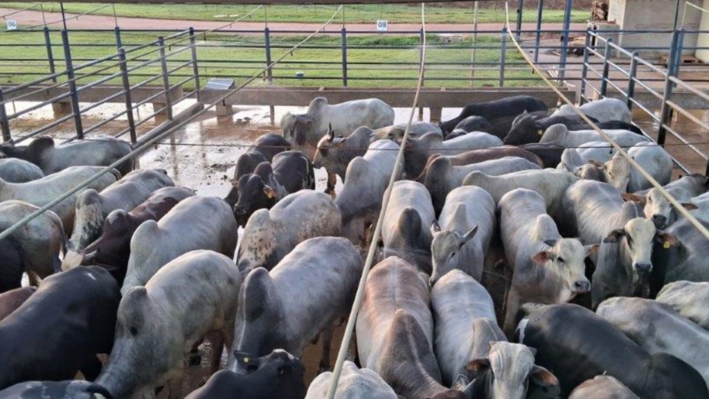 Do Guaporé para a China! Pecuarista de MT produz superlote tipo exportação