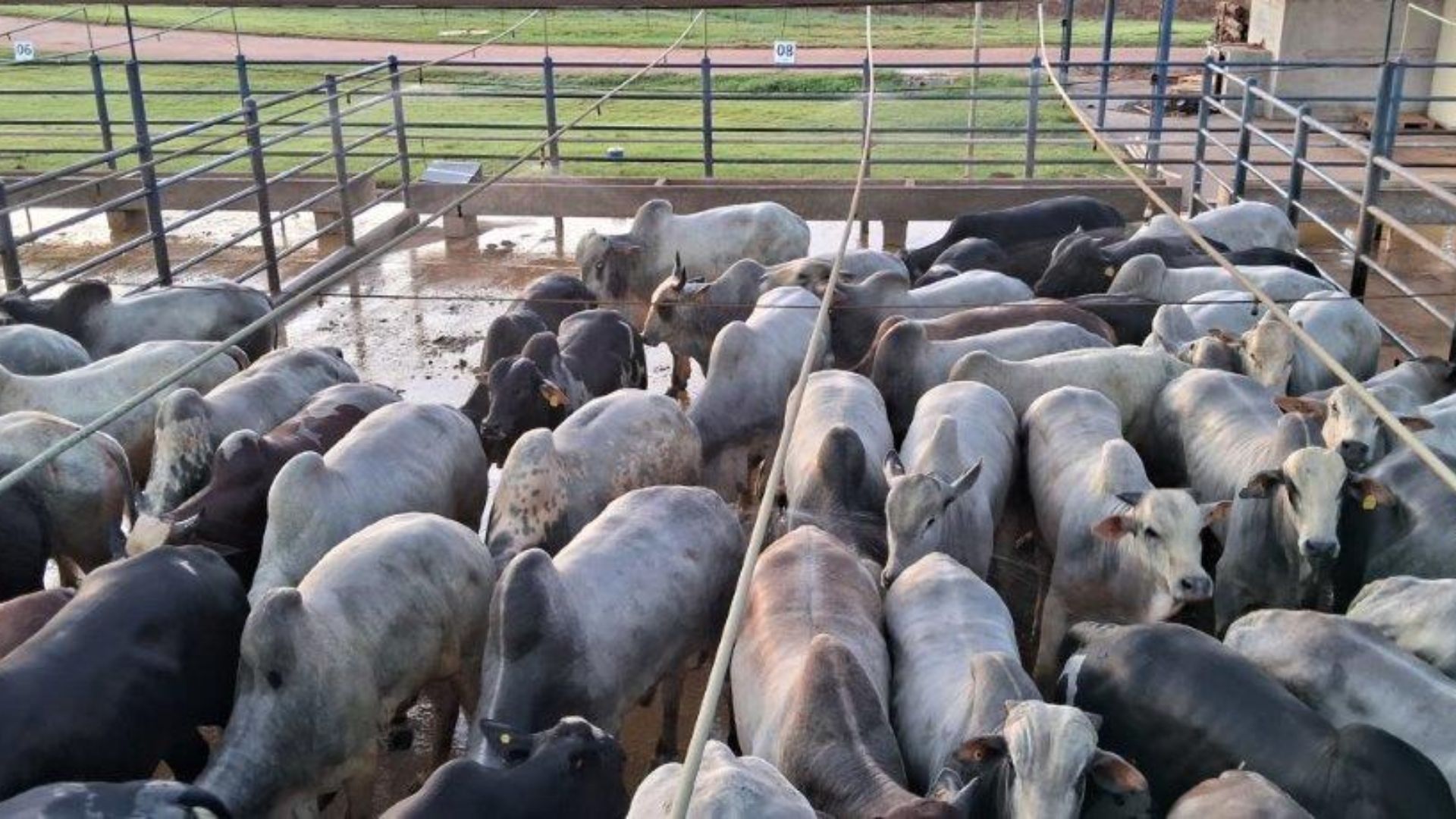 Do Guaporé para a China! Pecuarista de MT produz superlote tipo exportação
