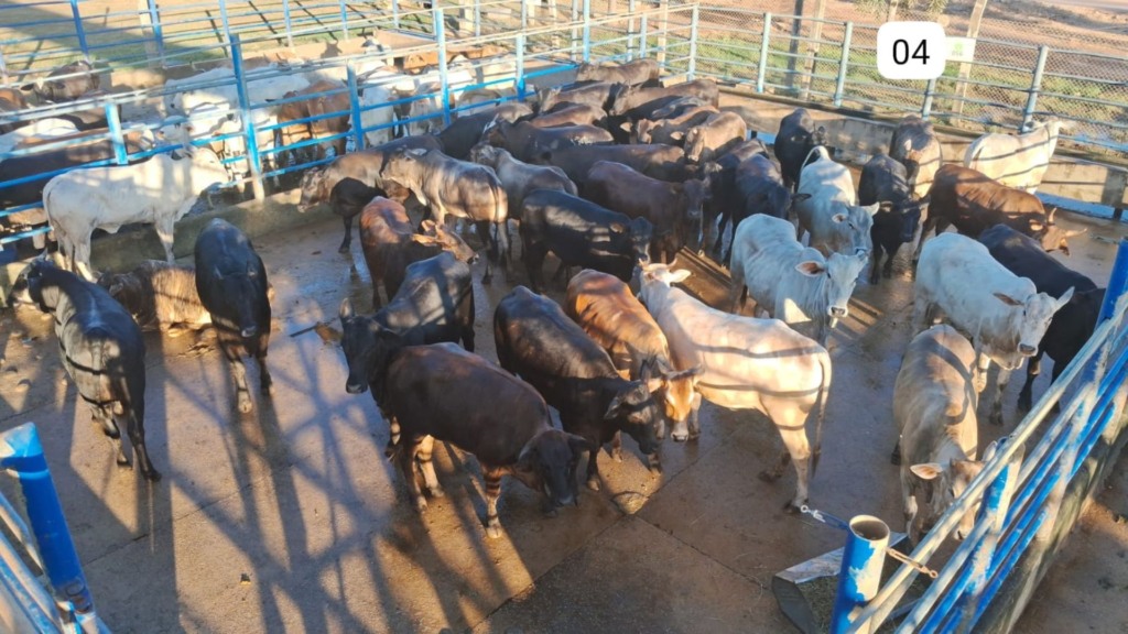 Lote de fêmeas da da Fazenda Santa Latife, em Água Azul do Norte. Foto: Divulgação