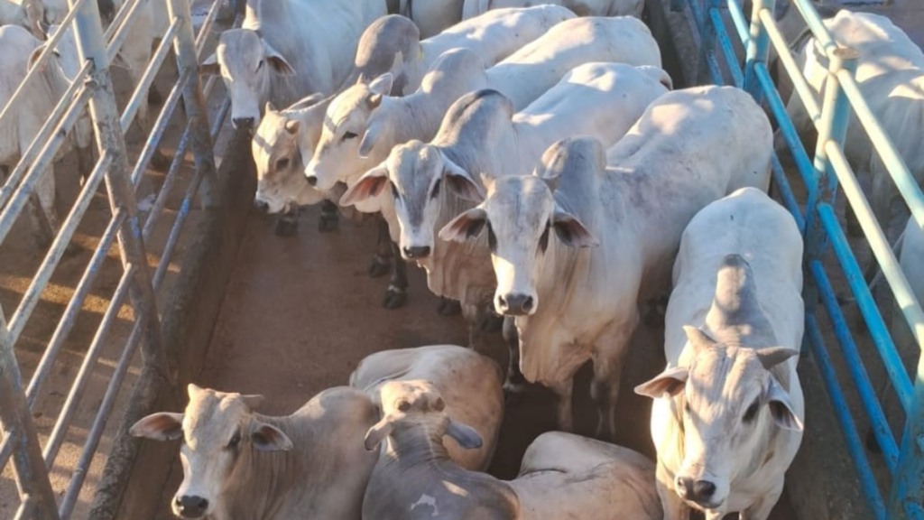 Lote de bovinos machos da Fazenda Santa Latife, em Água Azul do Norte. Foto: Divulgação