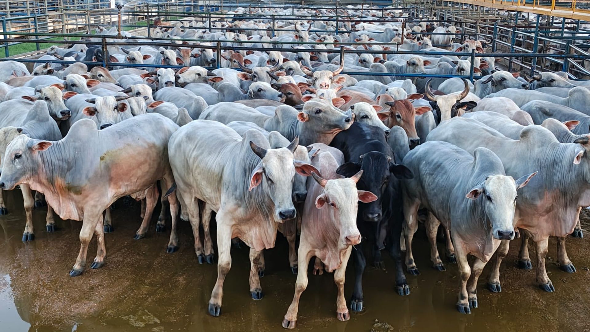 Boiada castrada top! Exemplo de carne diferenciada é destaque no Acre