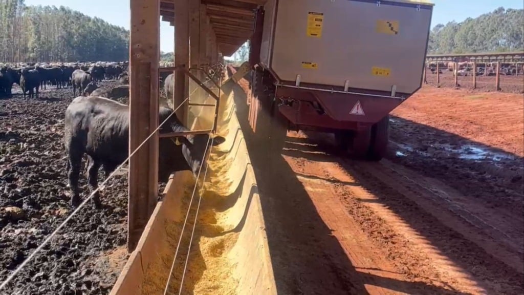 Confinamento sem volumoso: dá para engordar boi só com milho reidratado?