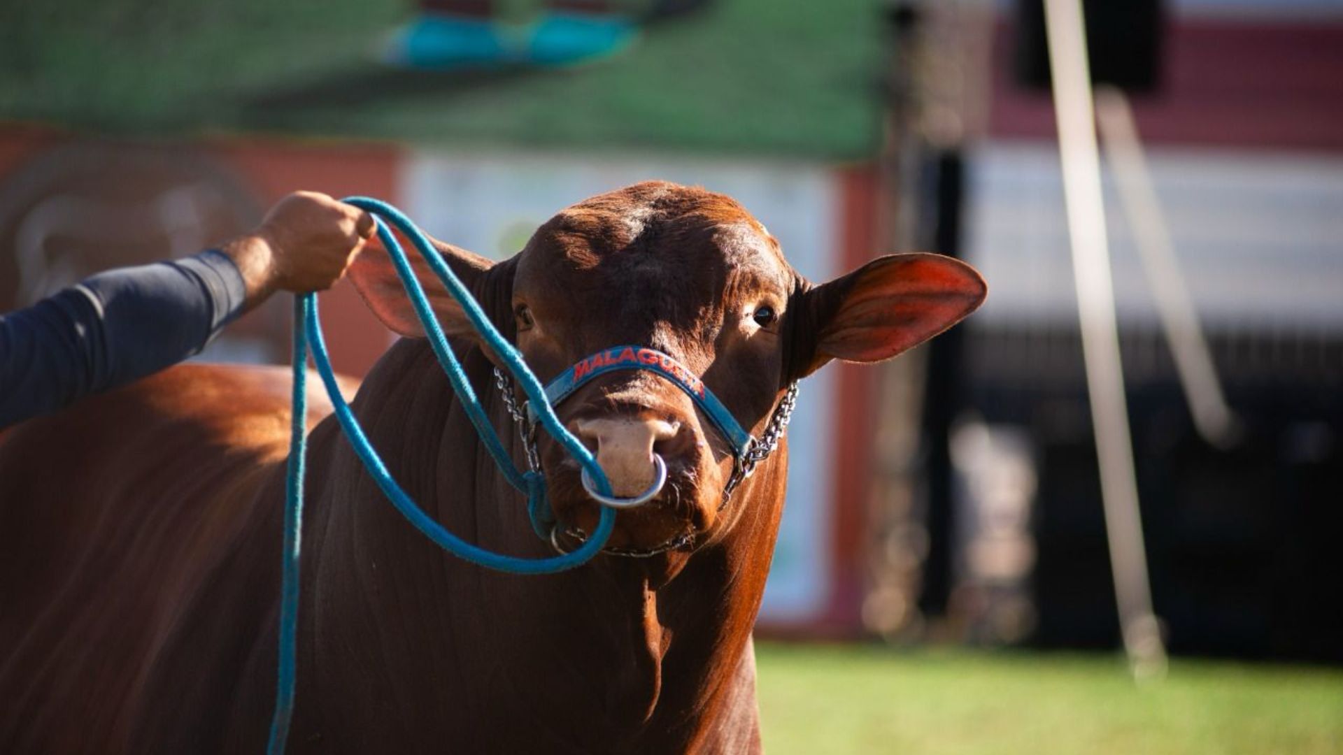 Santa Gertrudis x Nelore ou Tabanel: o que esperar desta cruza para carne premium?