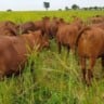 Vaca tricross como matriz: entenda sua eficiência e até quando deixá-la no rebanho