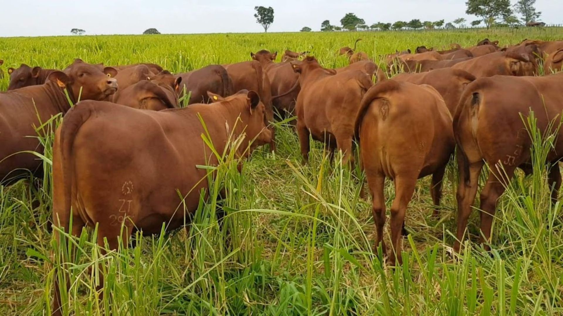 Vaca tricross como matriz: entenda sua eficiência e até quando deixá-la no rebanho