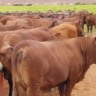 Bagaço de cana, sal proteinado ou ração: qual dar para vacas Senepol?