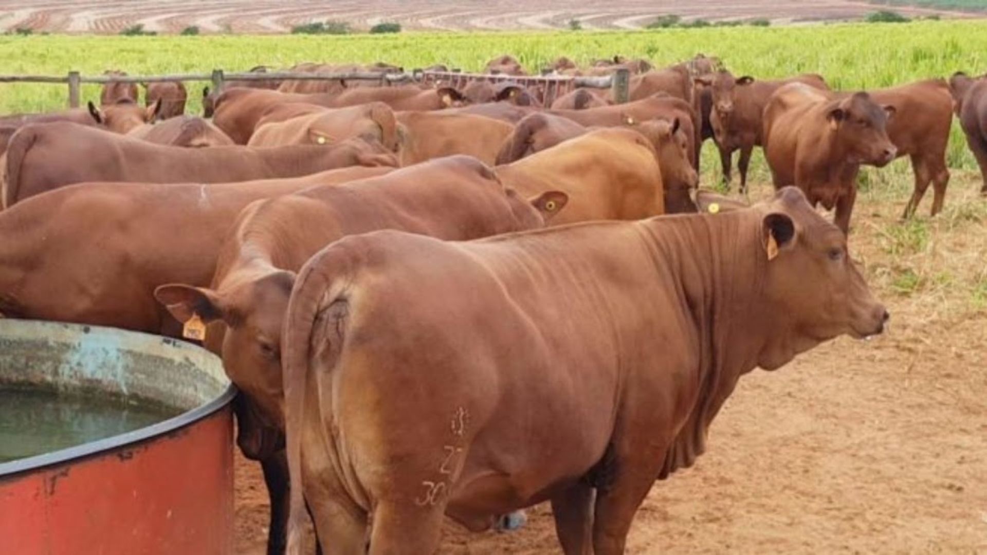 Bagaço de cana, sal proteinado ou ração: qual dar para vacas Senepol?