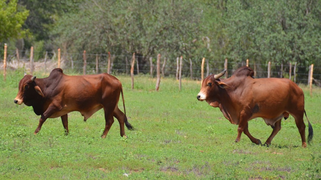 Reprodutores PO da raça Sindi em área de pastagem. Foto: Marcelino Ribeiro/Embrapa Semiárido