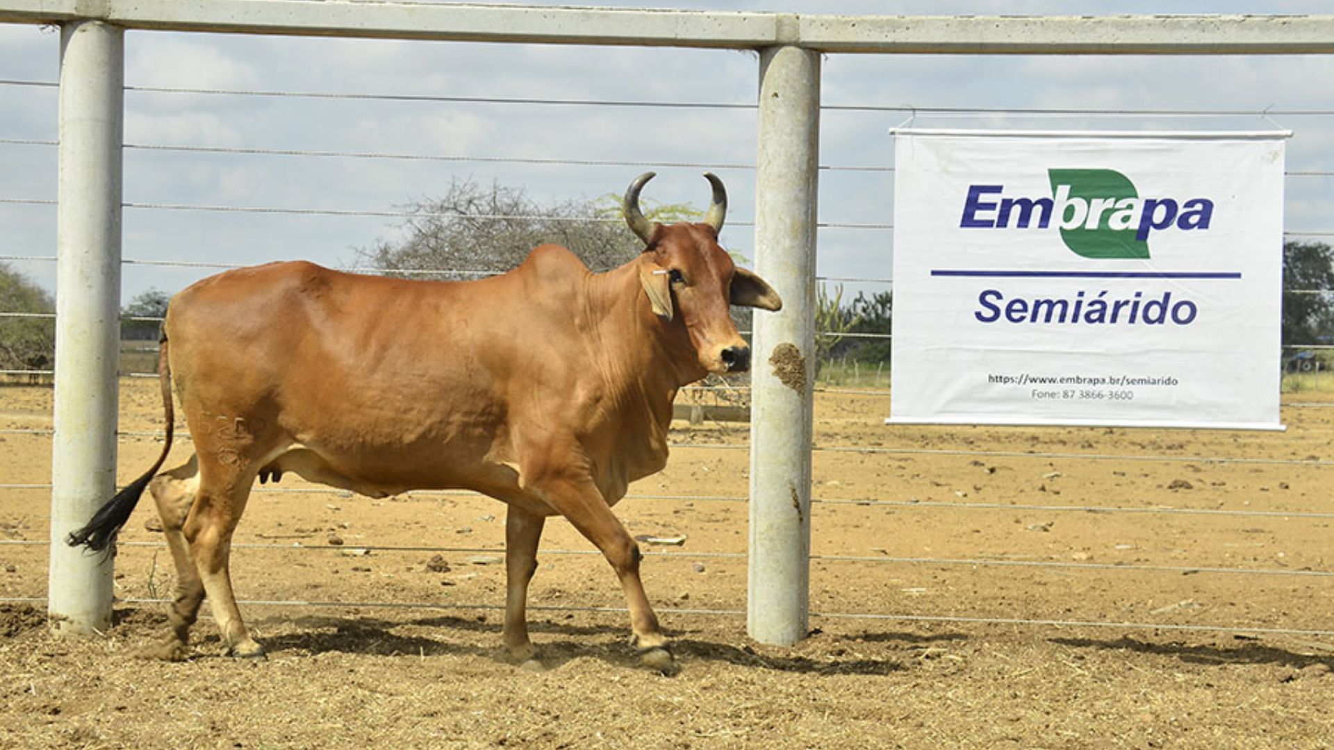 Sindi resistente ao calor recebe registro genético no Semiárido