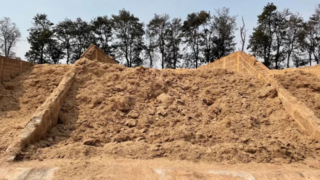 Bagaço de cana para alimentação de bovinos de corte. Foto: Divulgação