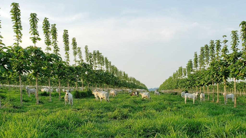 O uso da teca em sistemas ILPF foi descrito e detalhado em um capítulo do livro Teca (Tectona grandis) no Brasil. Foto: Maurel Behling/Embrapa Agrossilvipastoril