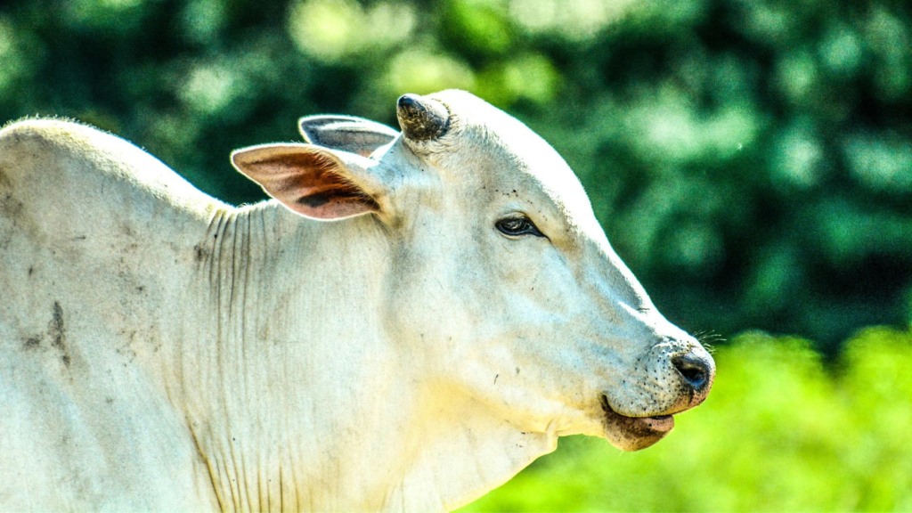 Confinar “gabiru” vale a pena? Entenda o peso da genética no consumo alimentar no confinamento Confinar “gabiru” vale a pena? Entenda o peso da genética no consumo alimentar no confinamento