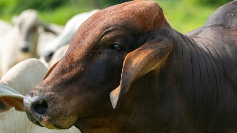 Quanto custa a arroba do boi gordo a pasto? Especialista ensina a calcular