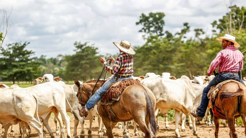 Peões na lida com o gado. Foto: Canva