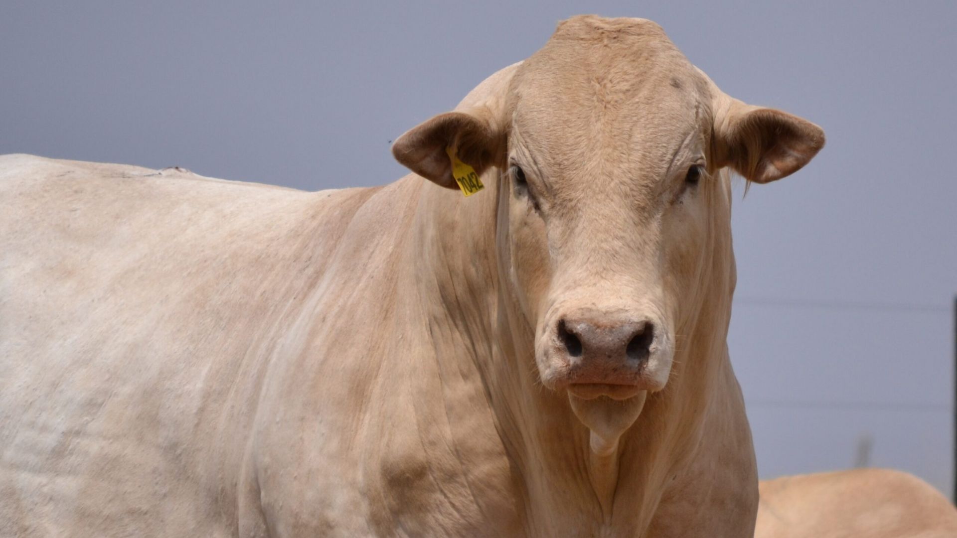 Canchim com Nelore? Veja se essa mistura dá bezerros pesados e precoces